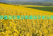 菜籽油期货最后交易日和最后交割日是同一天吗