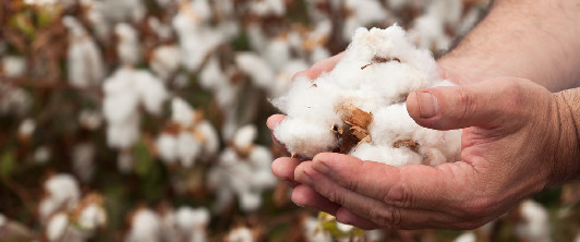 市场疲势打压投资者情绪 棉花价格上行仍面临压力