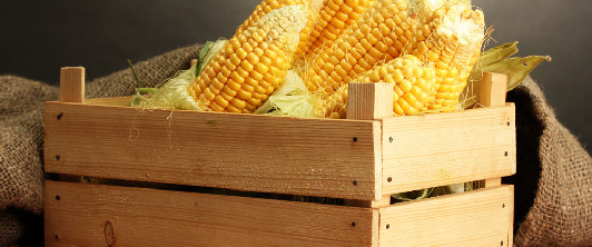 國(guó)內(nèi)余糧充足且未來(lái)消費(fèi)預(yù)期不佳 玉米價(jià)格整體偏穩(wěn)