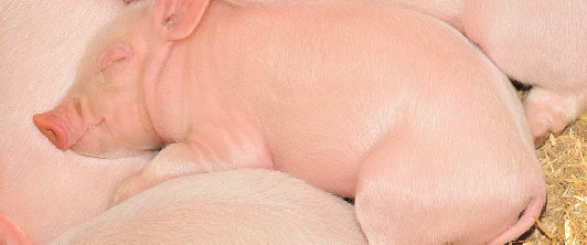 短期猪价接近底部 不过春节备货尚未完全启动