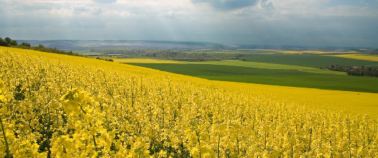 近期国内菜粕进入供需淡季 中加贸易关系好转