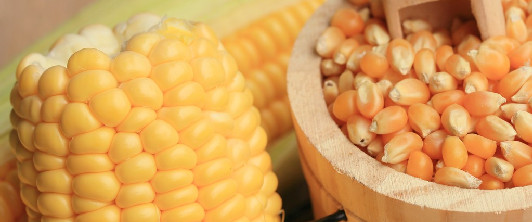 目前基层整体售粮进度推进较快 玉米或偏强震荡