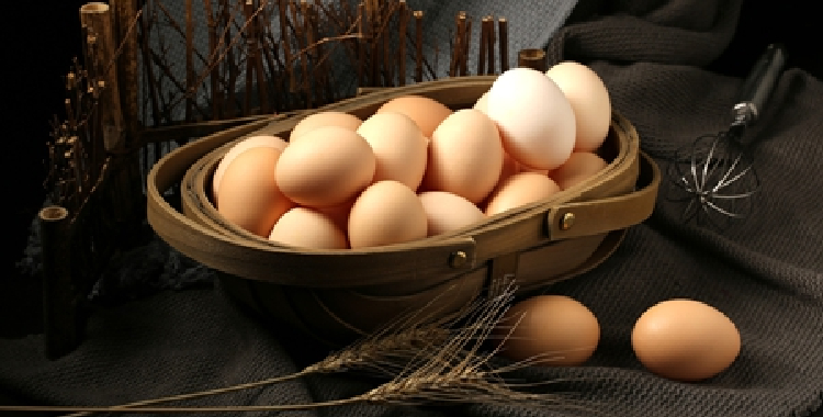 鸡蛋库存较高压制蛋价 期价宽幅震荡为主