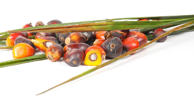 美豆油上涨 棕榈油期货主力连续2周K线收阳