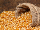 美玉米期货走弱跌超1% 9月24日当周美国2026/2027年度玉米出口大幅下降