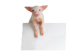 生猪期货10月13日行情：主力10210元跌1.50% 远月领跌