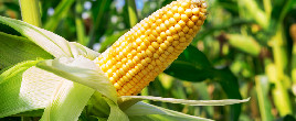 短期企业有补库需求支撑 玉米价格偏强震荡运行