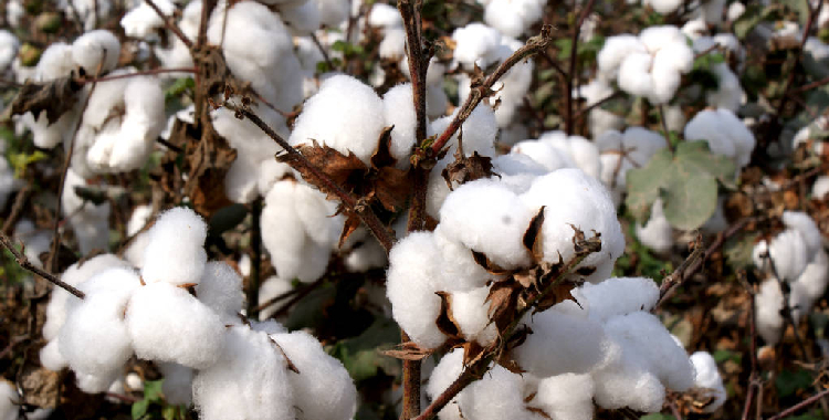 纺纱利润继续抬升 棉花短期宏观利空缓解