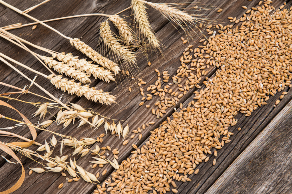 作物状况有所改善 美小麦期价或震荡下行
