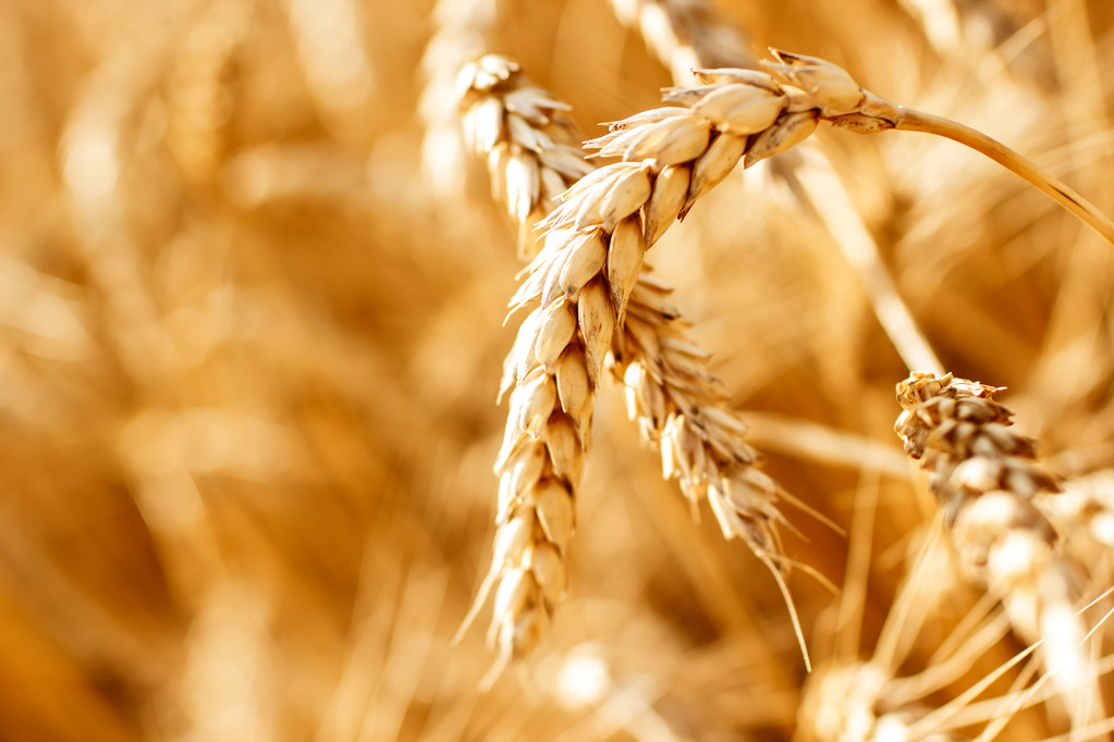 阿根廷或推迟小麦装运 CBOT小麦价格连续上涨