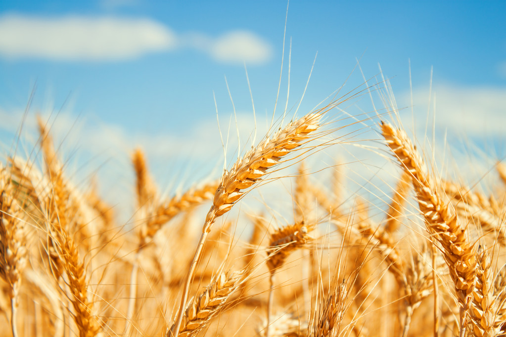 全球产量预估意料外上调 CBOT小麦受下行压力