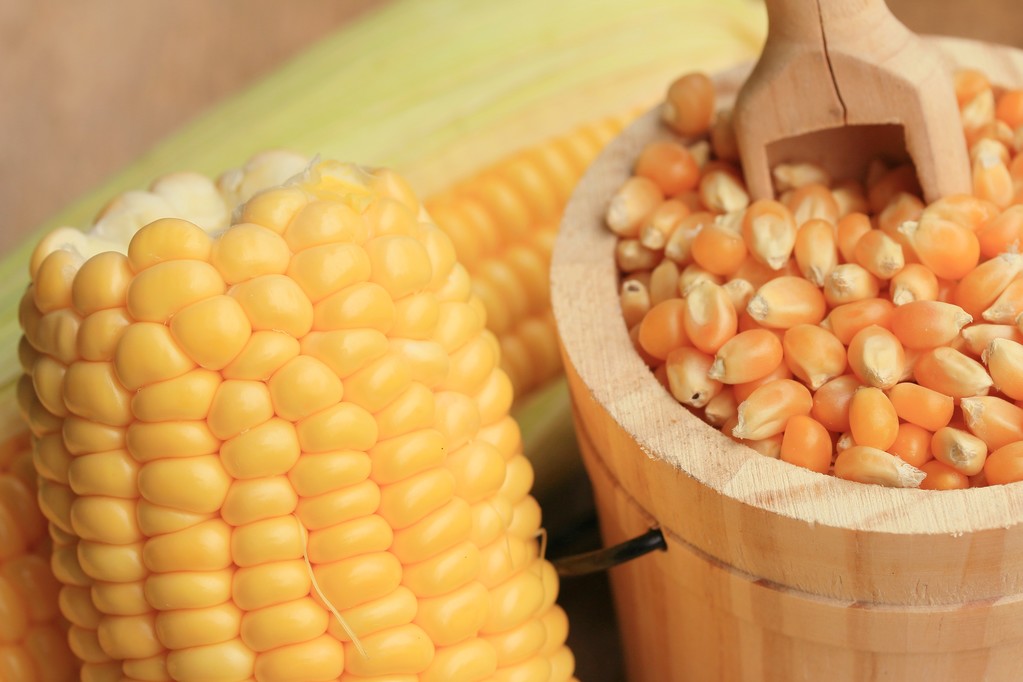 美国出口销售数据强劲 玉米消费需求增加