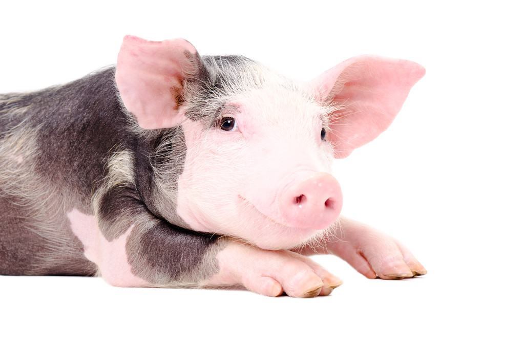 阶段性供给或将增加 生猪消费前景缺乏信心