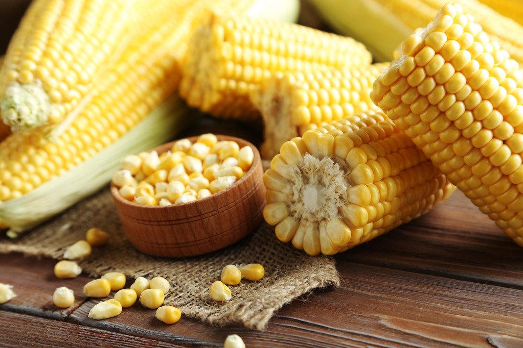 加工企业采购需求较高 玉米价格总体继续偏强