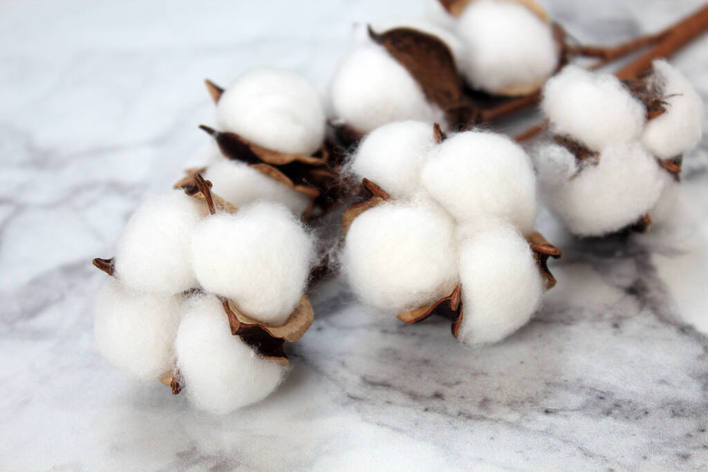 棉花供应端盈余再度增加 关注新年度种植意向