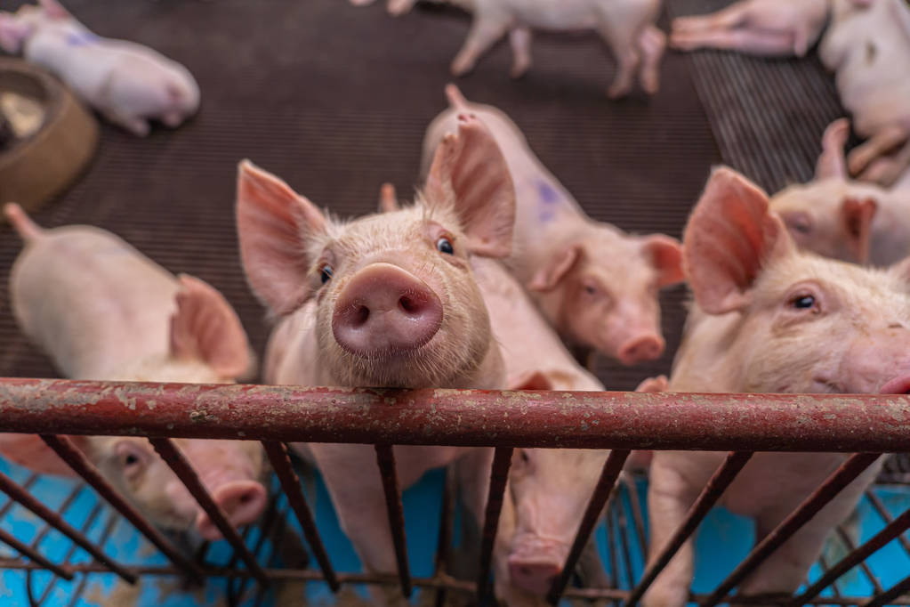 屠宰企业抵触高价收猪 预计本周猪价或跌后反弹