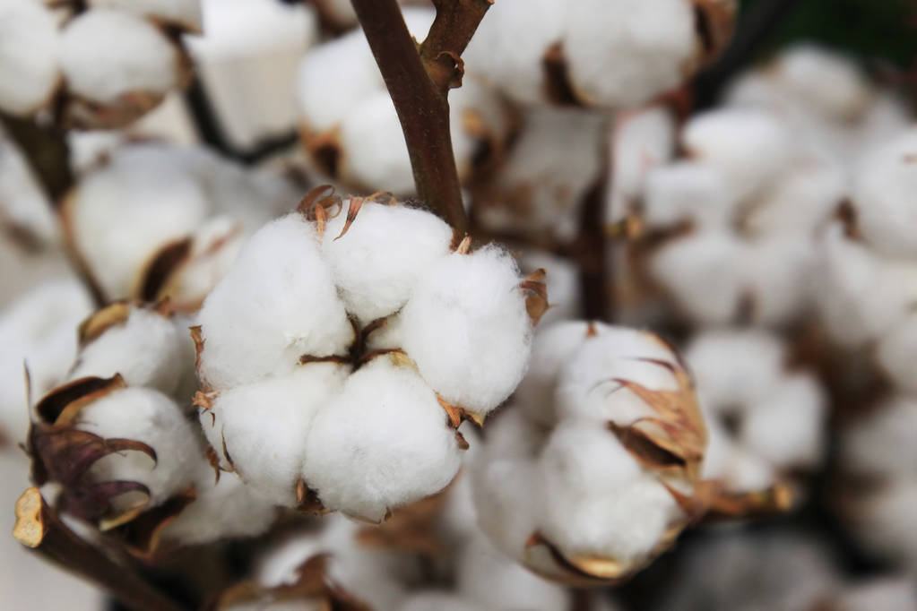 棉花价格仍震荡运行 关注重心将转向新棉种植