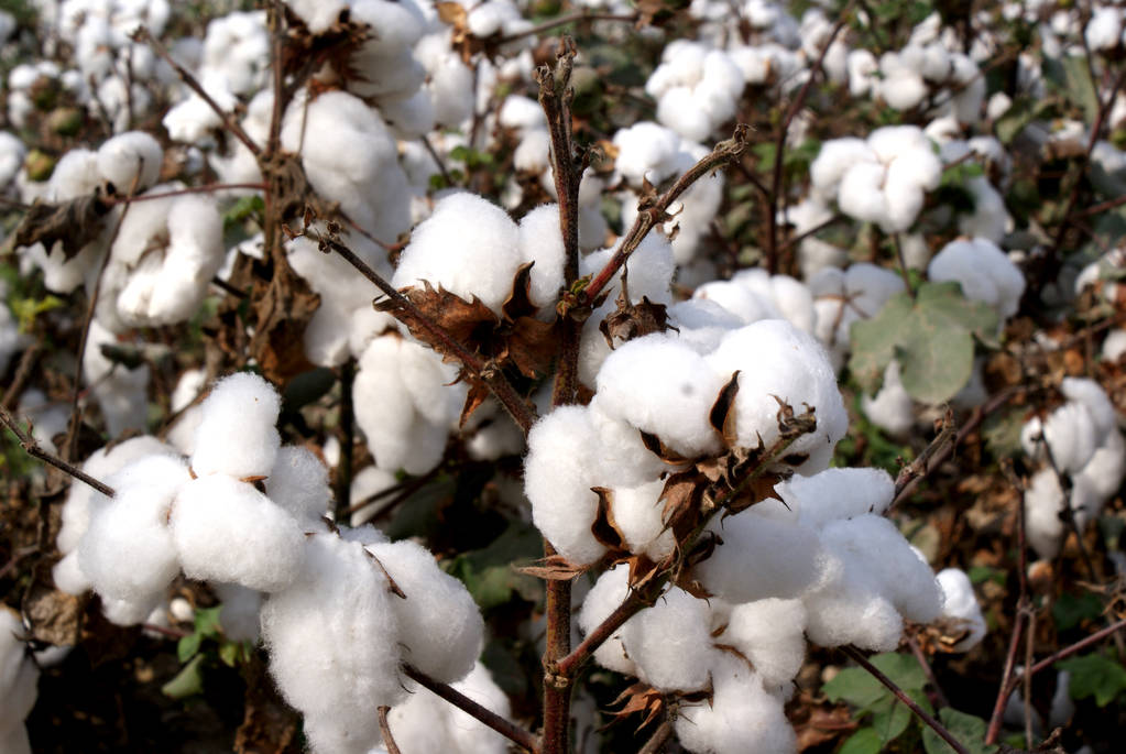 盘面情绪略有回暖 棉花价格短期内以震荡运行-曲合期货网