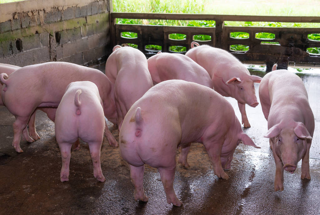 生猪上涨周期将至 猪价底部预计逐渐抬升