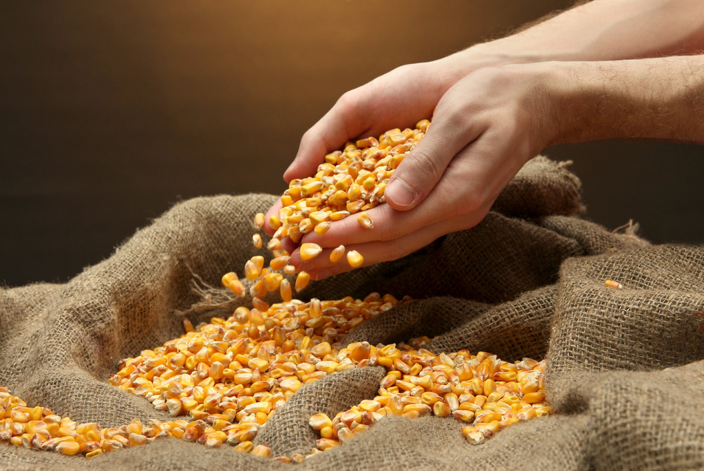 国内新季小麦逐步上市 玉米期价高位有所回落